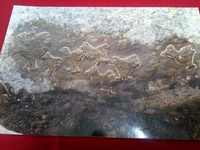 Civcili Tavuklar İşareti ve Anlamı