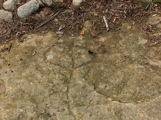 Saksılı Çiçek İşareti ve Anlamı